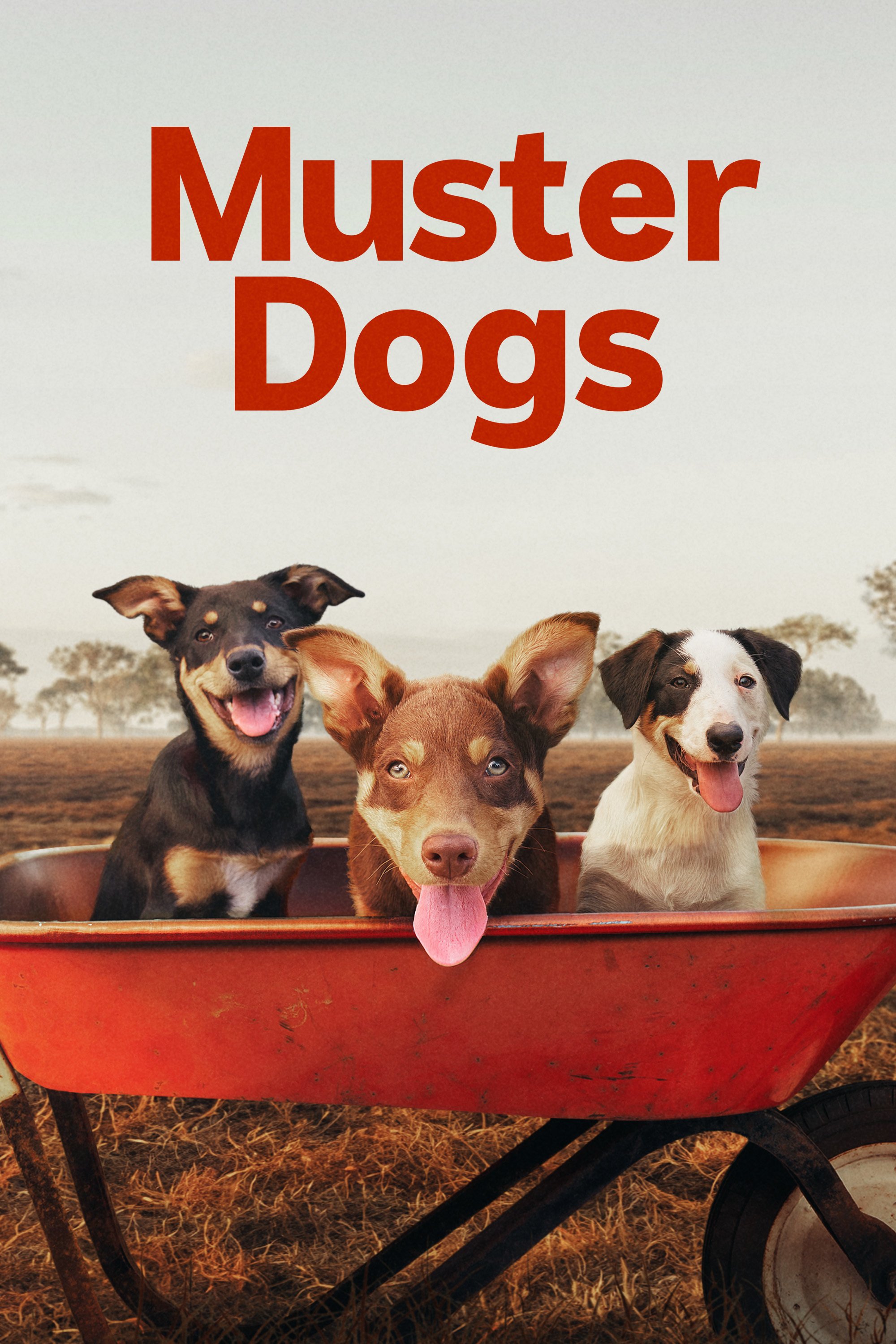  Three puppies sit side-by-side in a red wheelbarrow on a rural property. Above them, the title Muster Dogs is written in large, bold red text against a pale sky.