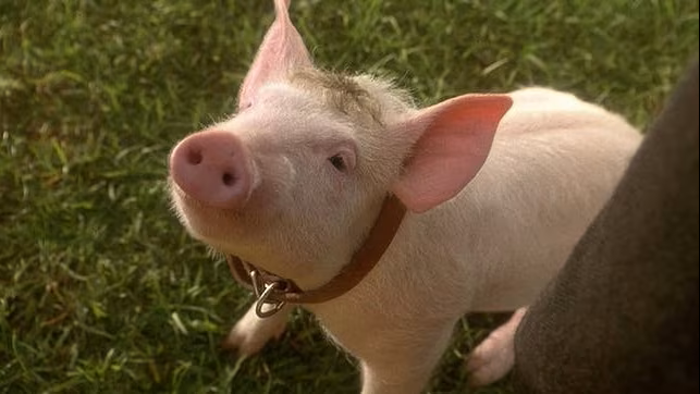 A pig named Babe wearing a ruddy brown colour seated on a field of green grass